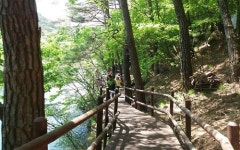 속리산 법주사∼세심정 세조길 개통…새 탐방로 뚫려