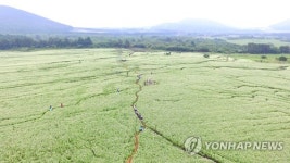 봉평메밀 유명하다지만…국내 최대 메밀 생산지는 제주
