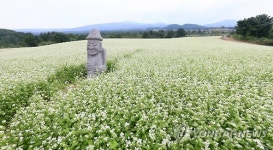 봉평메밀 유명하다지만…국내 최대 메밀 생산지는 제주
