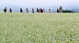 봉평메밀 유명하다지만…국내 최대 메밀 생산지는 제주