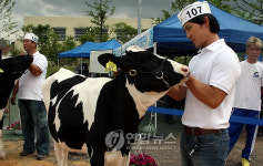 우량 젖소 찾아라…포천시, 22일 품평회
