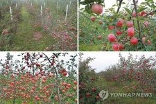 北김정은, 핵실험 후 민생행보 지속…과수농장 시찰