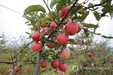 고산과수종합농장