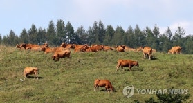 깊어가는 대관령의 가을