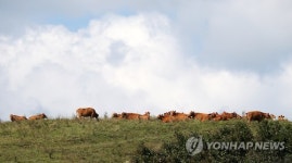 대관령의 가을 풍경