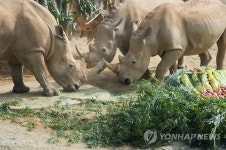 특식 먹는 코뿔소들