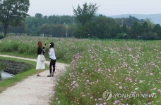 코스모스 앞에서