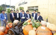 가려내기 어려운 호박 챔피언