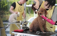 단장하는 애완견들
