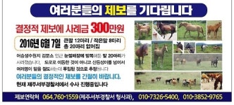 제보 사례금 300만원…사라진 말(馬)들 찾습니다