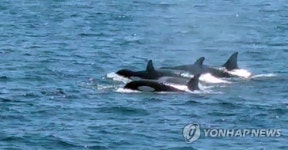 동해 고래 40여마리 불법 포획…선주 등 4명 실형