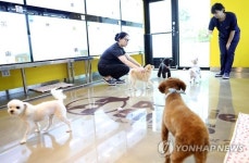 해운대 애견동반 전용 호텔 개관