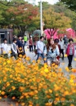 미리 걷는 정원박람회 황화코스모스길