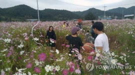 코스모스 꽃 가득한 축제장