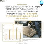 <카드뉴스> 멧돼지의 반란, 유기견의 역습