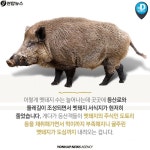 <카드뉴스> 멧돼지의 반란, 유기견의 역습