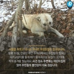 <카드뉴스> 멧돼지의 반란, 유기견의 역습