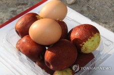 달걀보다 큰 왕대추