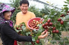 너 정말 대추 맞아?…달걀보다 큰 왕대추 주렁주렁