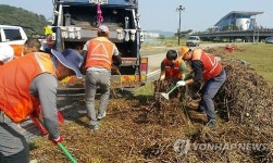 <태풍 차바> 경주 서천 둔치 청소