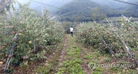 <태풍 차바> 쓰러진 얼음골 사과나무