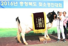 충북 최고의 젖소