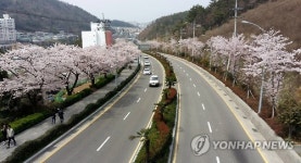 여수 충민로 가로숫길
