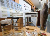 동해안 명태 풍어 기대