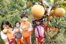 우리가 직접 가꾼 황실배예요