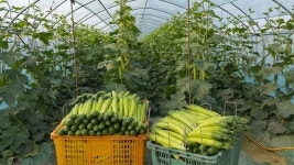 천안 성남 대흥리에 최첨단 스마트팜 육묘장 조성