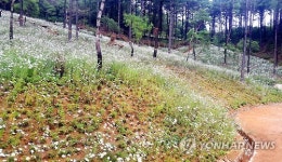 가을 정취 흠뻑 파주 율곡수목원 구절초 만개