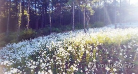 가을 정취 흠뻑 파주 율곡수목원 구절초 만개