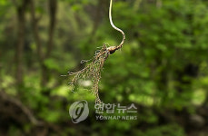 심 봤다…강원 평창 등산로 장뇌삼 심기 눈길