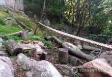 무등산 선비바위 일원서 나무 수십그루 무단벌목