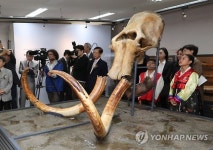 털매머드 두개골과 상아