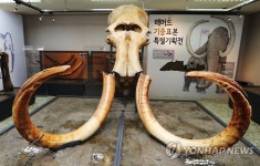 털매머드 두개골과 상아