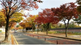 가을 단풍 도심서 즐기세요 대전 가로수 단풍 한창