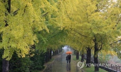 은행나무 길 거닐며