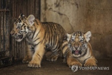 전주동물원 시베리아호랑이 쌍둥이 형제
