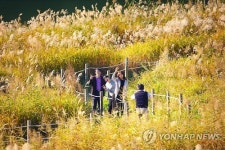 단양 남한강 갈대밭 은빛 물결