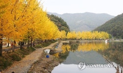 황금빛 물든 괴산 문광저수지 은행나무 가로수길