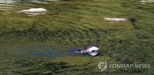 화천서 포착된 천연기념물 수달