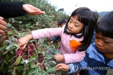 산청 보리수 열매따기 체험