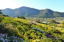 미당 서정주의 국화밭으로 오세요