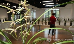 천연기념물 제주한란 대전
