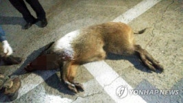 부산 백양산 약수터서 야생멧돼지 포획