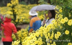 한림공원 국화 만개
