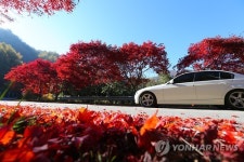 산청 밤머리재 홍단풍 절정