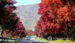 산청 밤머리재 홍단풍 절정