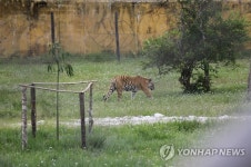 에스코바르 농장의 호랑이